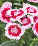 17531493101692_248160-cherry-picotee-is.jpg
