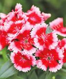 17531493103553_248190-strawberry-is.jpg