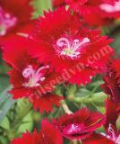 17531493104758_248070-crimson-is.jpg
