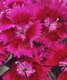 17531493108833_248090-chiba-purple-is.jpg