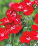 17531493109303_248060-scarlet-is.jpg
