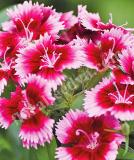 17531493109842_248250-crimson-picotee-is.jpg