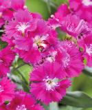 17531493111255_violet-is.jpg