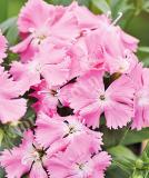 17531493111474_pink-is.jpg