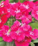 17531493114118_rose-is.jpg