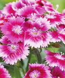 17531493117395_248310-purple-picotee-is.jpg