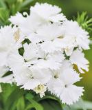 17531493119854_white-is.jpg