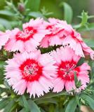 17531537131500_237220-dianthus-chinensis-f1-diana-scarlet-picotee-is.jpg