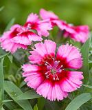 17531537132079_237250-dianthus-chinensis-f1-diana-crimson-picotee-is.jpg