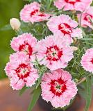 17531537132380_237041-dianthus-chinensis-f1-diana-radiant-scarlet-is.jpg