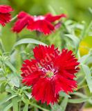 17531537132424_237070-dianthus-chinensis-f1-diana-crimson-is.jpg