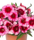 17531537132606_high-res-jpg-super-parfait-raspberry-is.jpg
