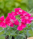 17531537132614_237030-dianthus-chinensis-f1-diana-rose-shades-is.jpg