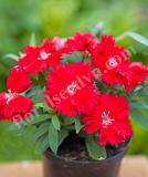 17531537133390_237060-dianthus-chinensis-f1-diana-scarlet-is.jpg