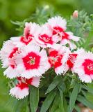 17531537133713_237230-dianthus-chinensis-f1-diana-red-centered-white-is.jpg