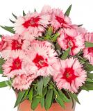 17531537134074_high-res-jpg-super-parfait-strawberry-is.jpg