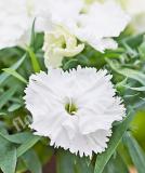 17531537134213_237010-dianthus-chinensis-f1-diana-white-is.jpg