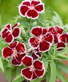 17531537134418_diana-crimson-bicolor-is.jpg