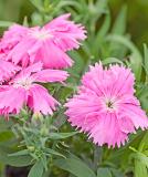 17531537134923_237020-dianthus-chinensis-f1-diana-pink-is.jpg