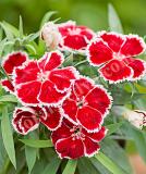 17531537135787_237300-dianthus-chinensis-f1-diana-scarlet-bicolor-is.jpg