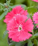 17531537137393_237050-dianthus-chinensis-f1-diana-salmon-is.jpg