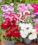 17531537138619_237000-dianthus-chinensis-f1-diana-full-mixture-is.jpg