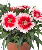 17531537139437_fdia232-redpeppermint-is.jpg