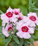 17531542945050_237260-dianthus-chinensis-f1-diana-purple-centered-white-is.jpg