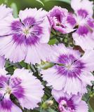 17531542945631_237360-lavender-picotee-is.jpg