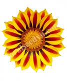 17531725666922_high-res-jpg-big-kiss-yellow-flame-imp.-is.jpg