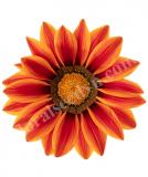 17531725668203_high-res-jpg-big-kiss-orange-flame-is.jpg