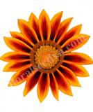 17531770211714_high-res-jpg-frosty-kiss-orange-flame-is.jpg