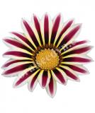 17531770212447_high-res-png-frosty-kiss-white-flame-a.jpg