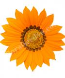 17531770212986_high-res-png-frosty-kiss-orange-is.jpg