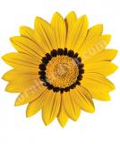 17531770217439_high-res-jpg-frosty-kiss-yellow-is.jpg
