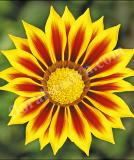 17532345151547_high-res-jpg-kiss-yellow-flame-is.jpg