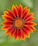 17532345154309_high-res-jpg-kiss-golden-flame-is.jpg