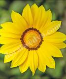 17532345154885_high-res-jpg-kiss-yellow-is.jpg