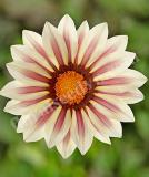 17532345155130_high-res-jpg-kiss-white-flame-is.jpg