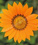 17532345805904_high-res-jpg-kiss-orange-is.jpg