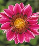 17532360023839_high-res-jpg-kiss-rose-is.jpg