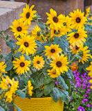 17532412587621_sunfinity-yellow-dark-center-is.jpg