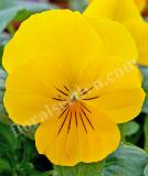 17532631131532_high-res-png-freefall-golden-yellow-70092043-is.jpg