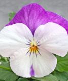 17532631135198_high-res-jpg-freefall-white-rose-wing-70098101-is.jpg