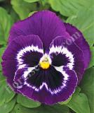 17533242547488_high-res-jpg-mammoth-viva-la-violet-is.jpg