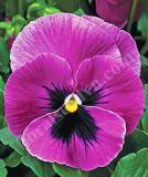 17533242549500_high-res-jpg-mammoth-pink-berry-is.jpg