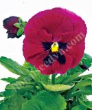 17533245718882_fpan208-deep-rose-with-blotch-is.jpg