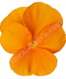 17533268981249_high-res-jpg-penny-pro-orange-is.jpg
