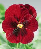 17533268981450_high-res-jpg-penny-red-blotch-is.jpg