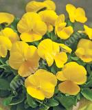 17533268981710_high-res-png-penny-clear-yellow-is.jpg
